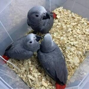 12 Weeks Old Triplet Male and Female African Grey Parrots