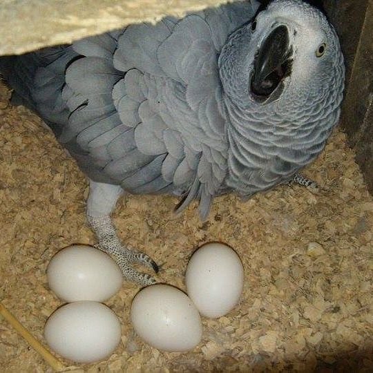 Hatching African Grey Parrot Eggs