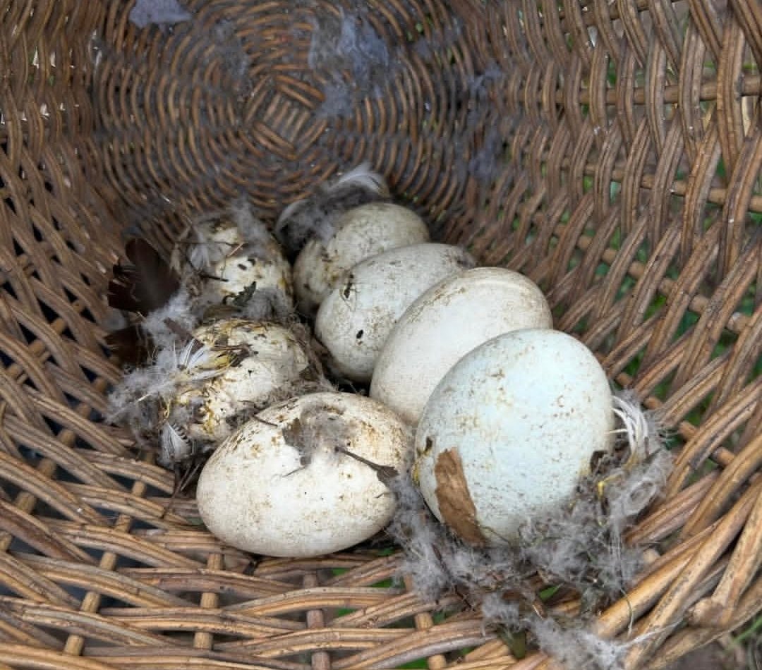 Fertile Authentic Ruppell’s Griffon Vulture Eggs