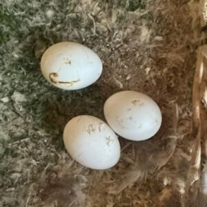 Fertile Blue Throated Macaw Parrot Eggs