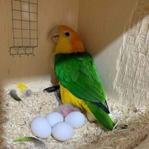 Fertile Caique Parrot Eggs