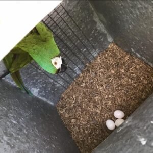 Fertile Hahns Macaw Parrot Eggs