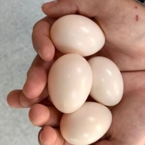 Fresh Red Factor African Grey Parrot Eggs