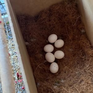 Hatching Sulphur Crested Cockatoo Parrot Eggs