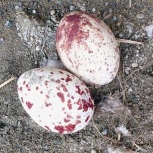Lanner Falcon Eggs