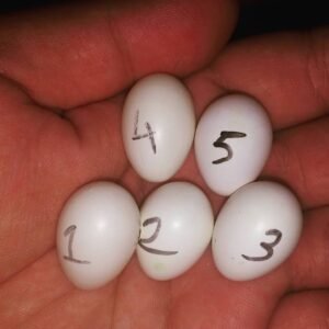 Rose Breasted/Galah Cockatoo Parrot Eggs