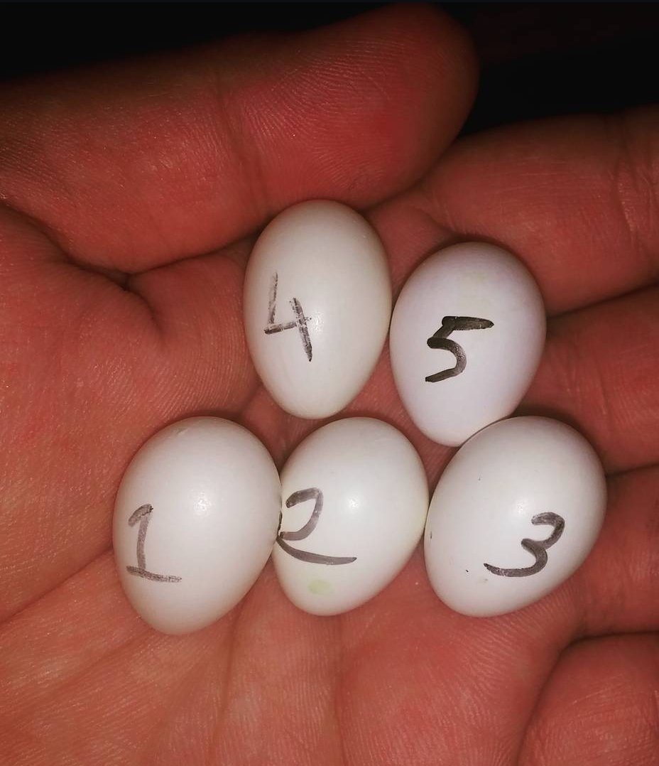 Rose Breasted/Galah Cockatoo Parrot Eggs