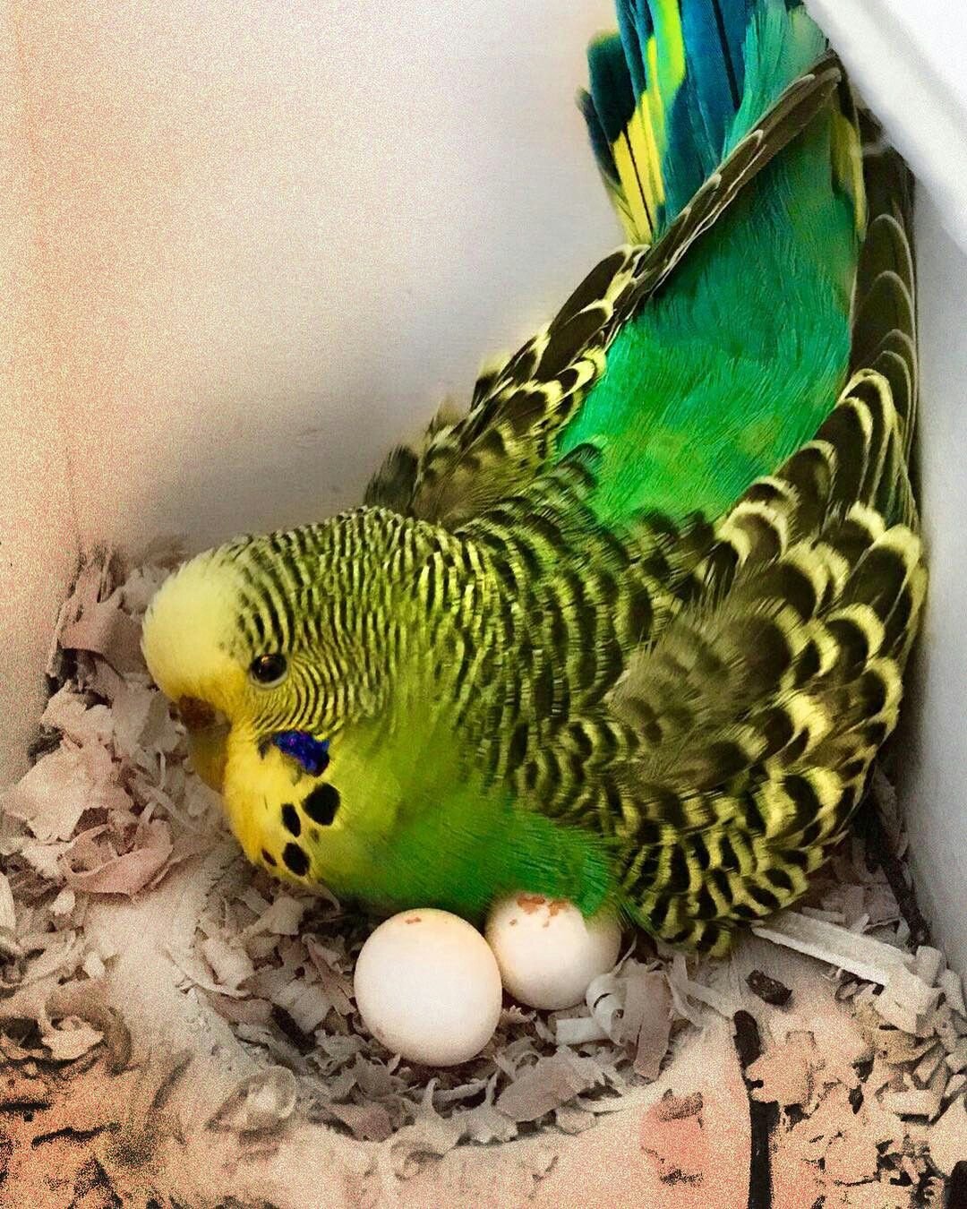 Amazon Parrot Eggs