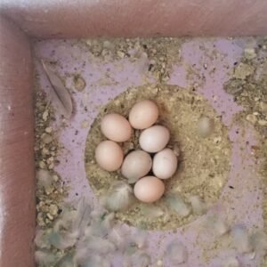 Red-Tailed Black Cockatoo Parrot