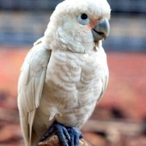 Corella Cockatoo Parrots