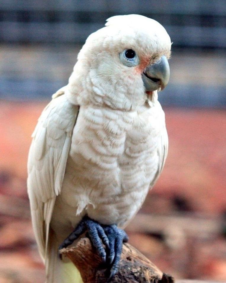 Corella Cockatoo Parrots
