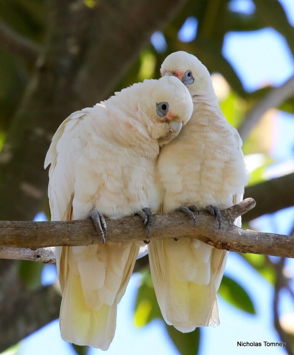Corella Cockatoo Parrots for sale - Image 2