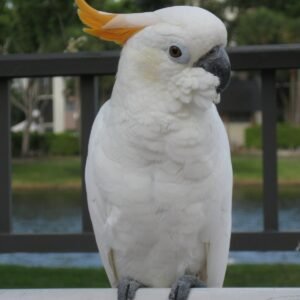 Goffin's Cockatoo Parrots