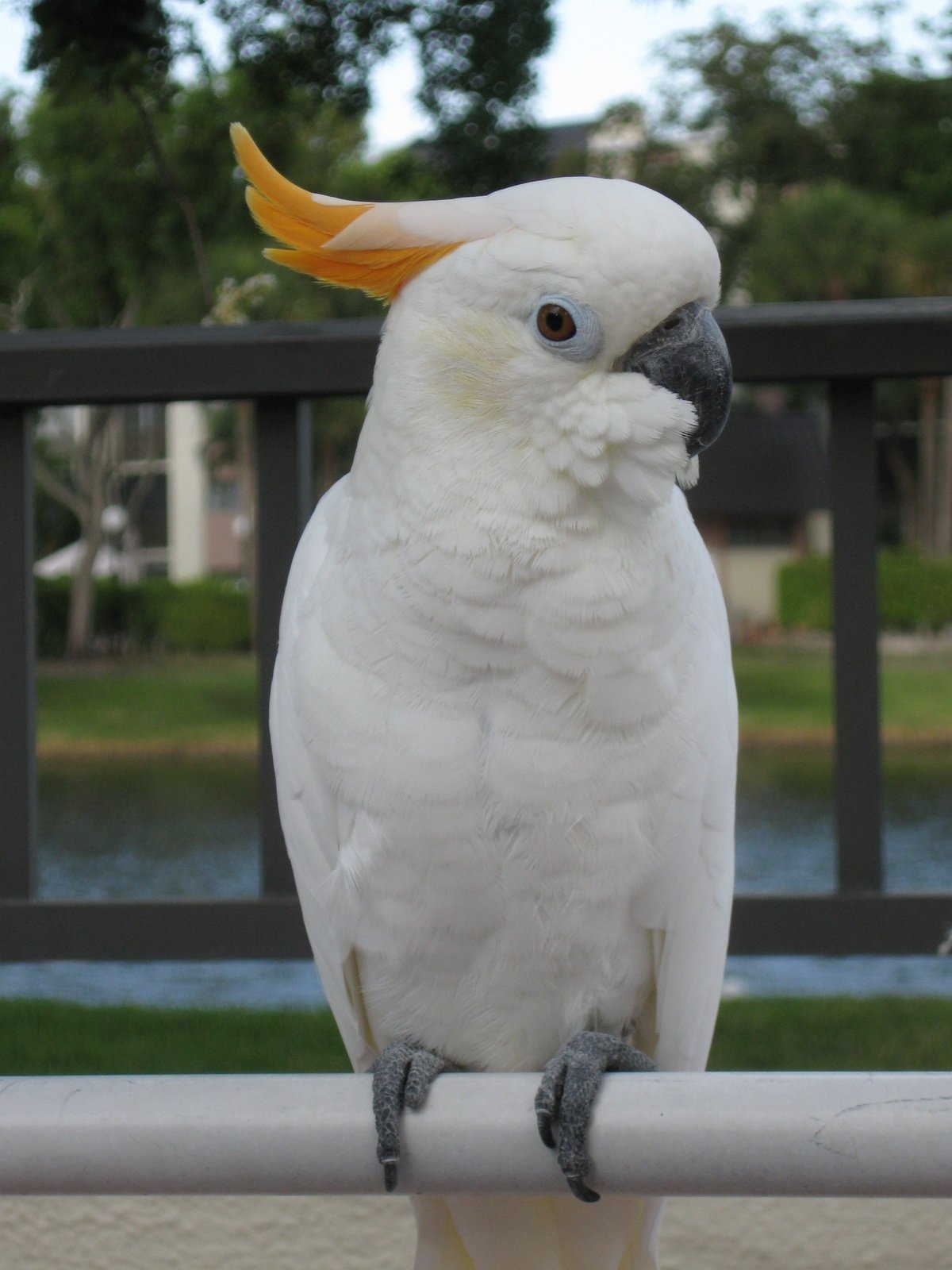 Goffin's Cockatoo Parrots