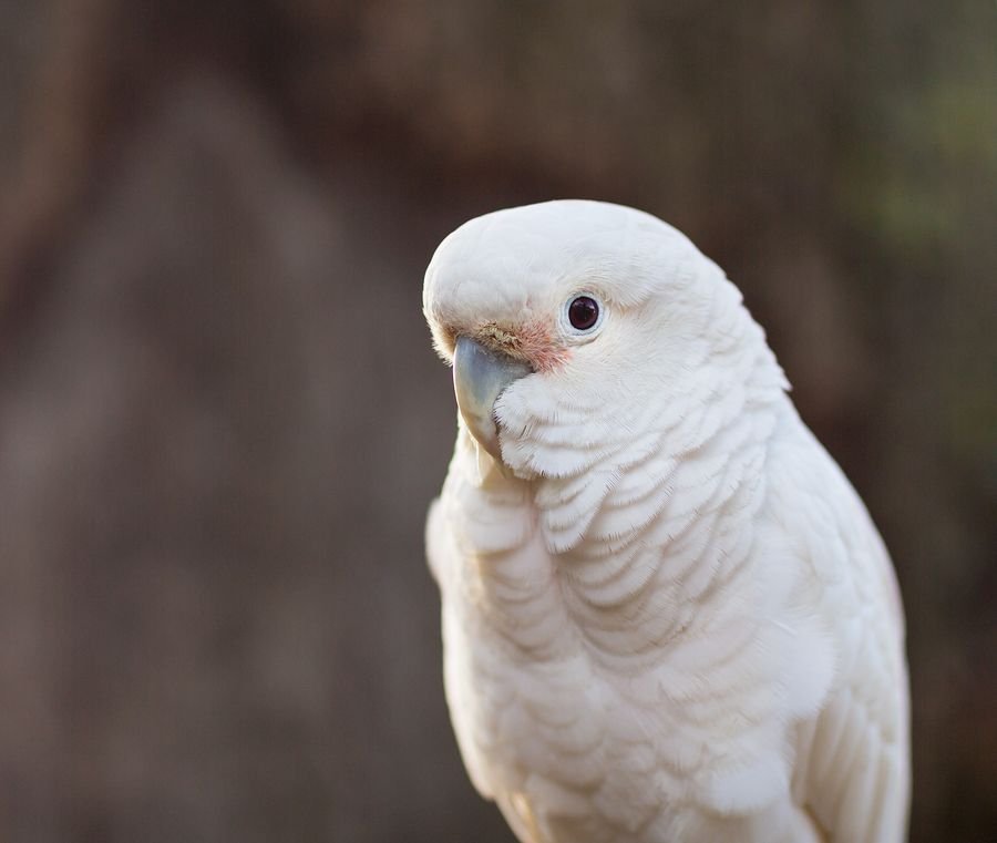 Goffin's Cockatoo Parrots for Sale - Image 2