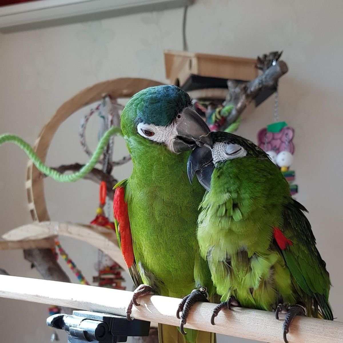 Male and Female Hahns Macaw Parrots For sale - Image 2
