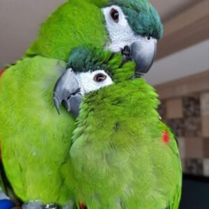 Male and Female Hahns Macaw Parrots