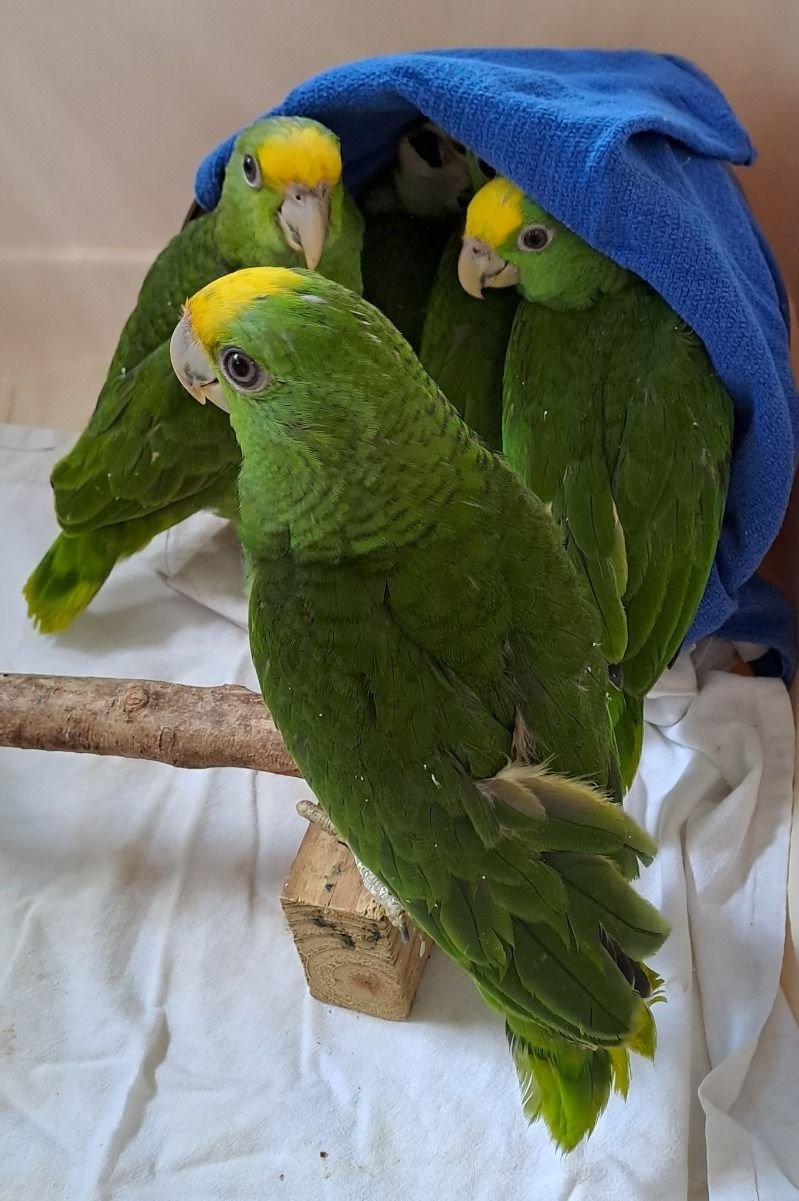 Male and Female Hahns Macaw Parrots For sale - Image 3