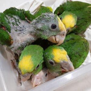 Hahn's Macaw Parrots Babies