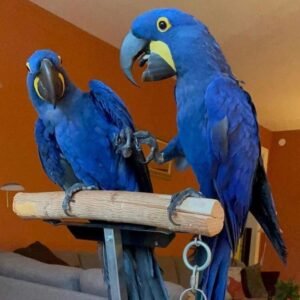 Hyacinth Macaw Parrots