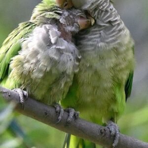 Male and Female Monk Parakeet Parrots