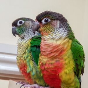 Green cheek conure parrots