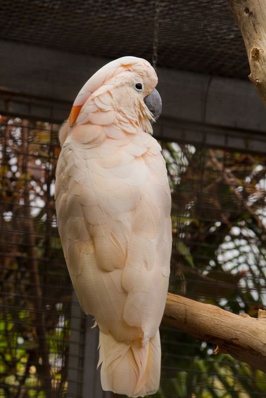 Salmon Crested Cockatoo Parrots for Sale - Image 2