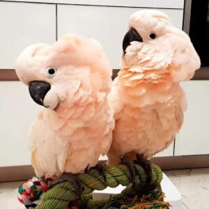 Salmon Crested Cockatoo Parrots