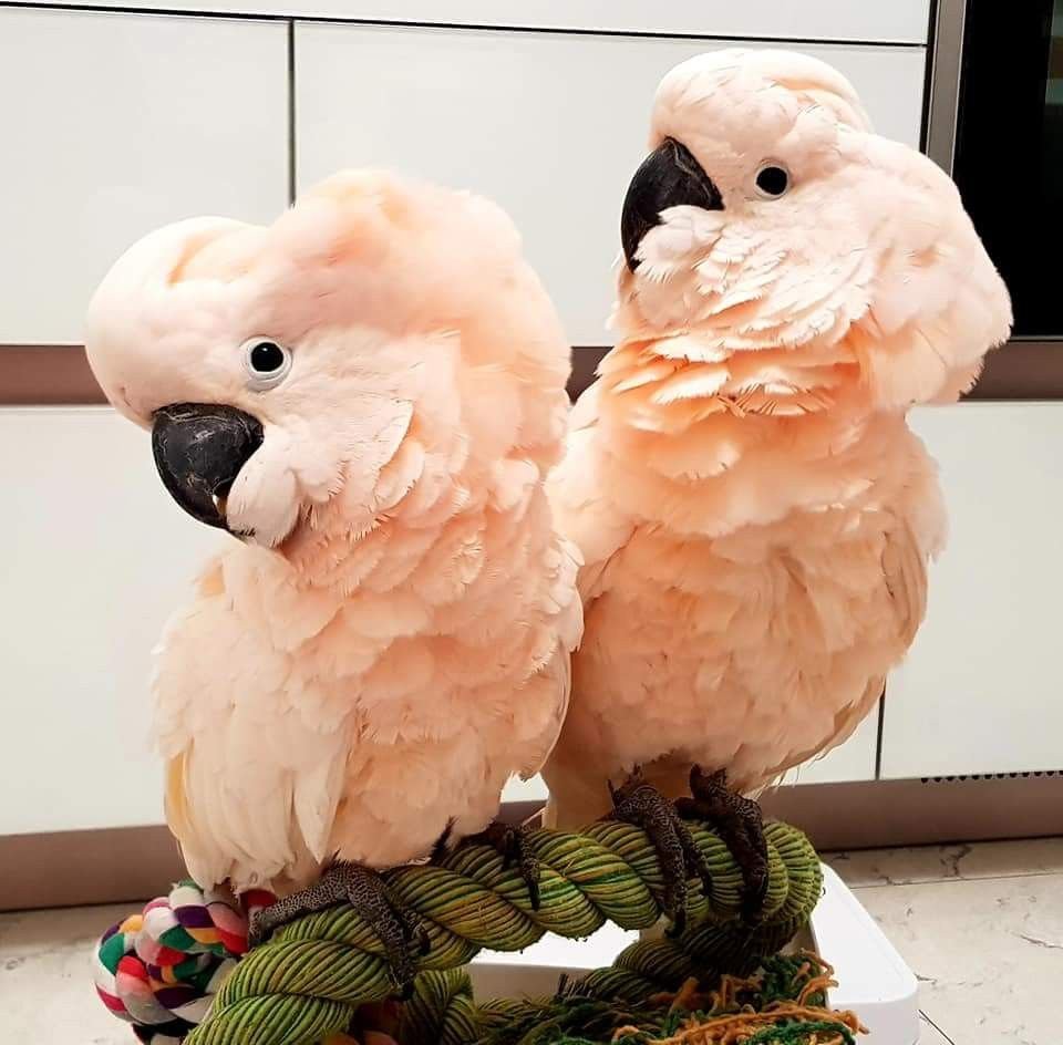 Salmon Crested Cockatoo Parrots