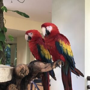 Scarlet Macaw Parrots