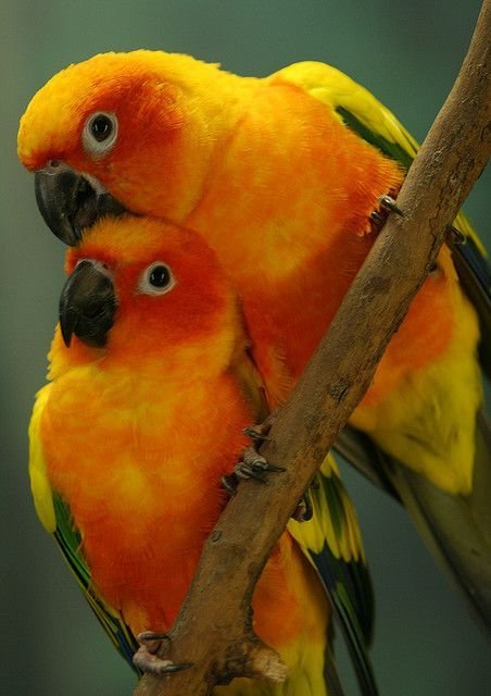 Male and Female Sun Conure Parrots - Image 2
