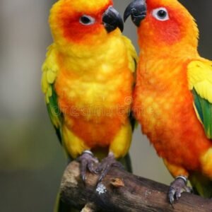 Male and Female Sun Conure Parrots