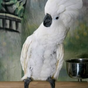 White Umbrella Cockatoo Parrots