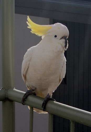 Yellow Crested Cockatoo Parrots for sale - Image 2