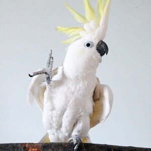 Yellow Crested Cockatoo Parrots