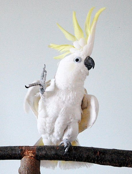 Yellow Crested Cockatoo Parrots