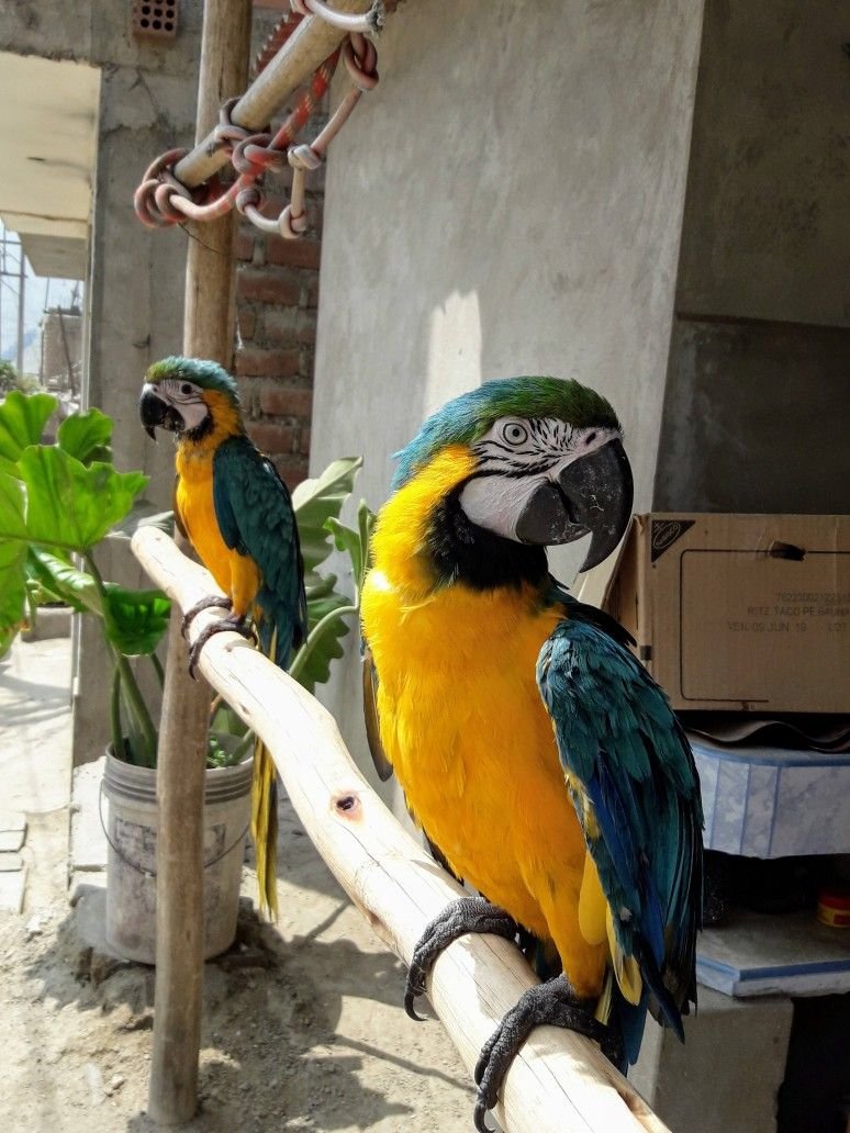 Pair Male and Female Blue and Gold Macaw Parrots for sale - Image 3