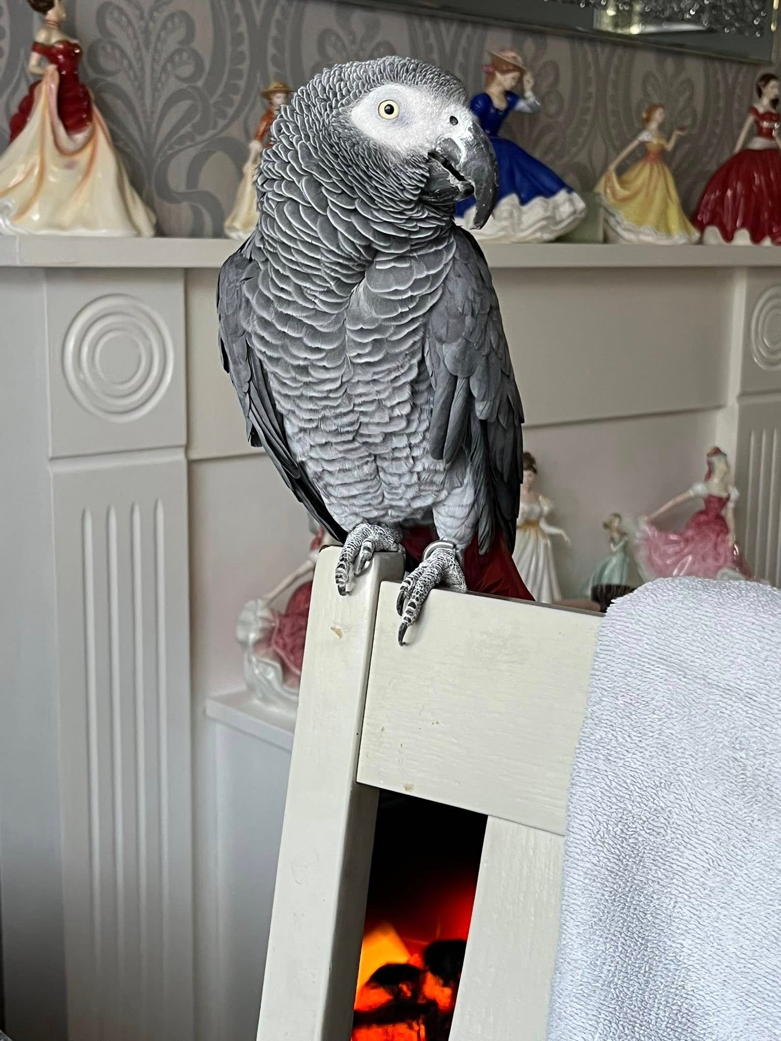 2 years Old African Grey Parrots for Sale - Image 2