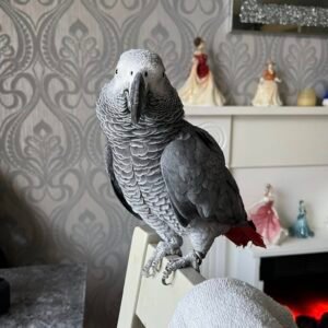 2 years Old African Grey Parrots
