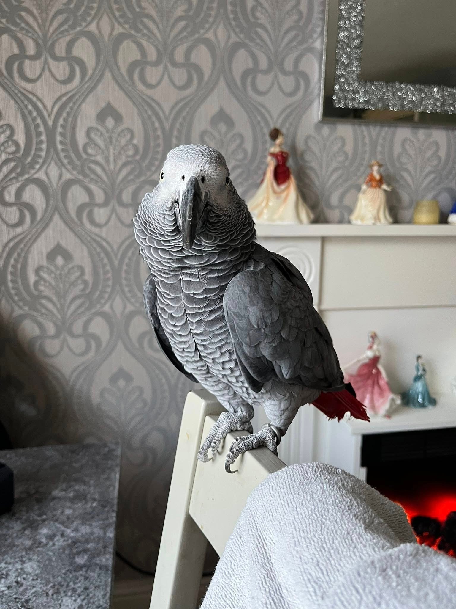 2 years Old African Grey Parrots