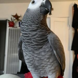 Talking African Grey Parrots