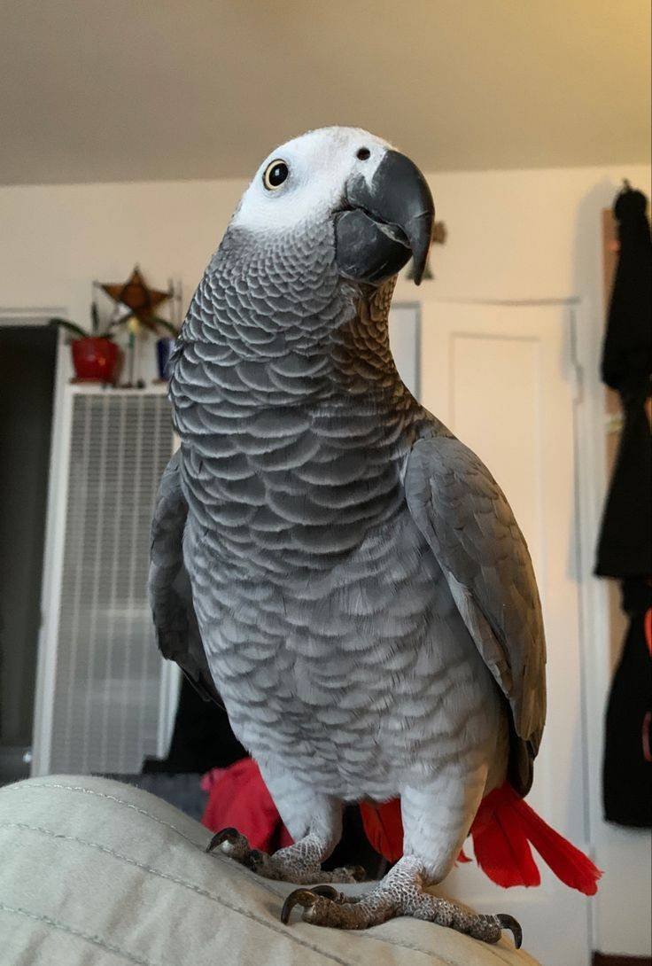 Talking African Grey Parrots