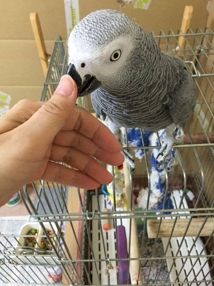 Talking African Grey Parrots for Sale - Image 3