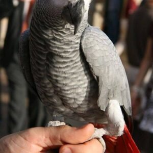 12 months old female African Grey Parrot