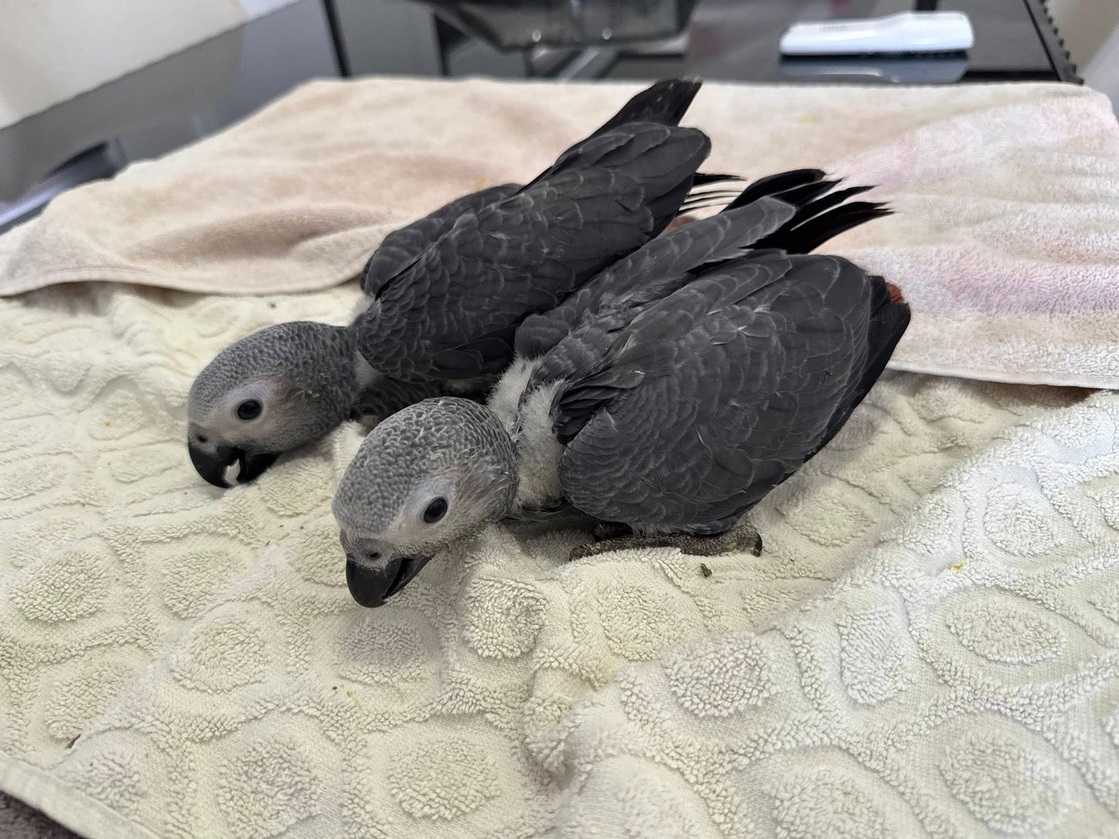 12 weeks old Couple African Grey Parrots for sale - Image 2