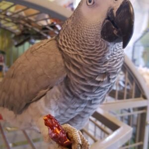 4 Months Old African Grey Parrots