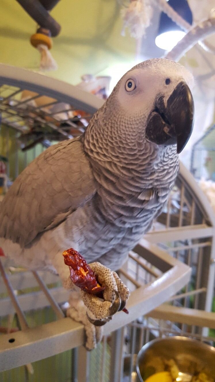 4 Months Old African Grey Parrots