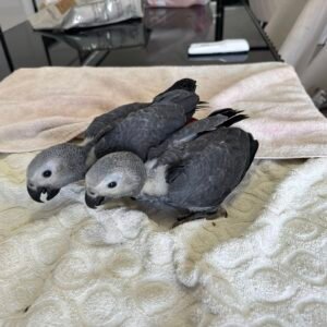 12 weeks old Couple African Grey Parrots