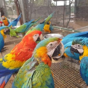 MACAW PARROTS