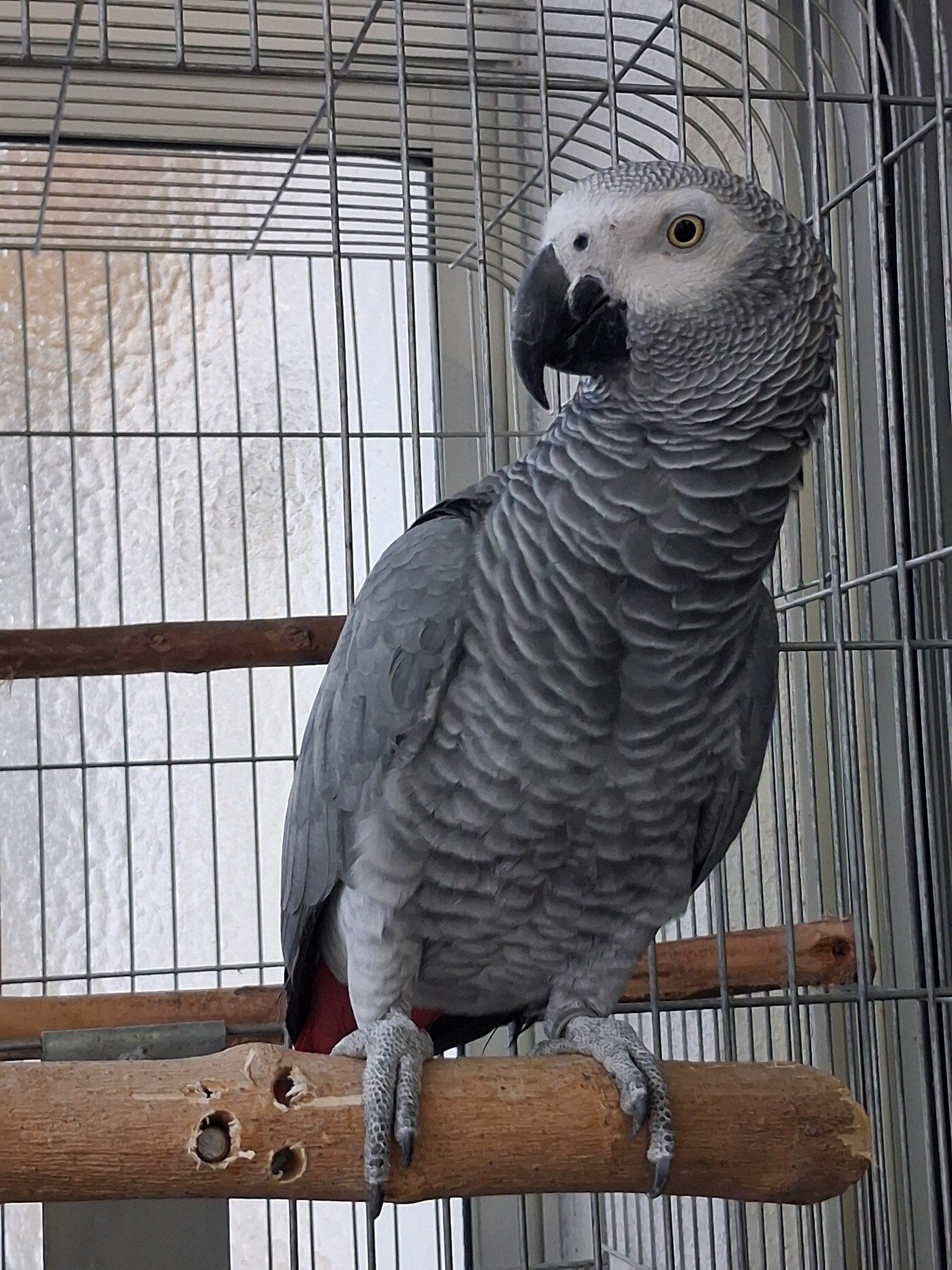 Talking African Grey Parrots for Sale - Image 2